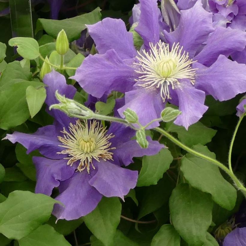 Clematis Chevalier - Grootbloemige clematis (Bloei)