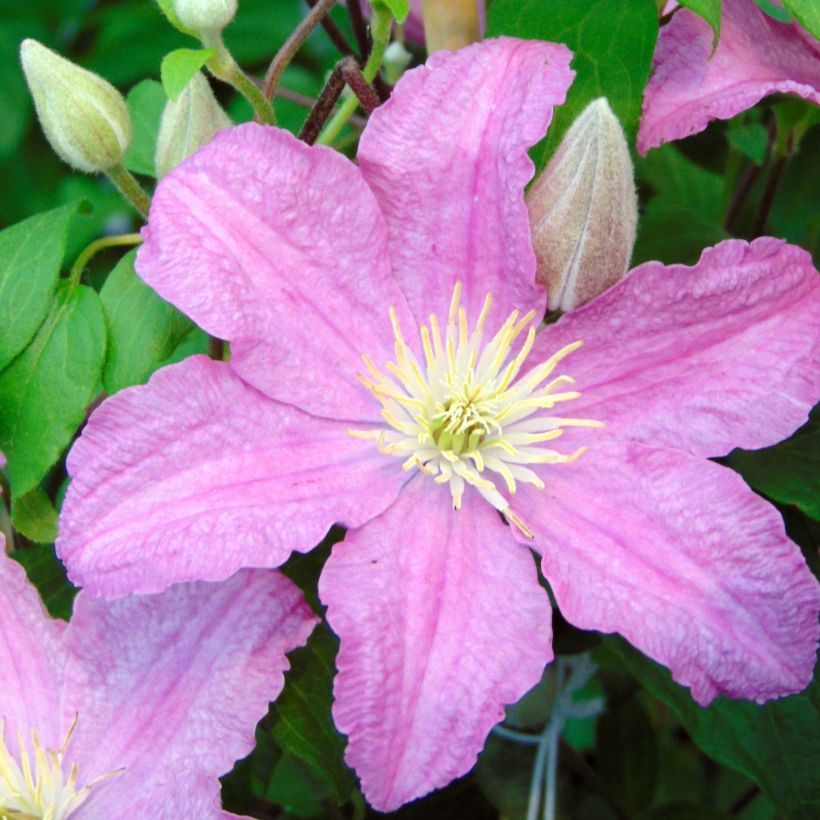 Clematis patens Comtesse de Bouchaud - Bosrank (Flowering)