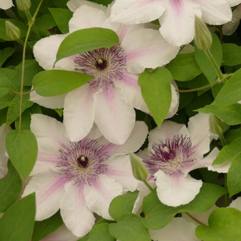 Clematis Countess of Wessex - Grootbloemige clematis (Bloei)