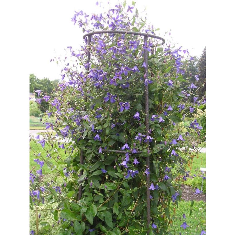 Clematis Eriostemon - Bosrank (Plant habit)