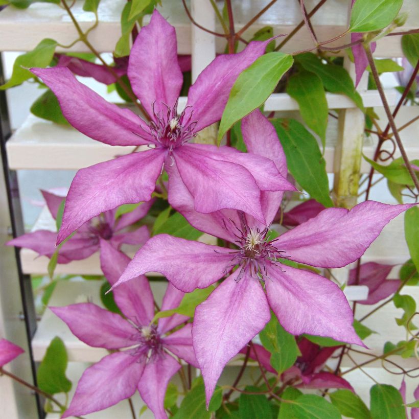 Clematis Giselle - Grootbloemige clematis (Bloei)