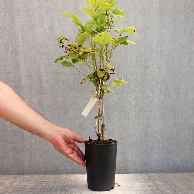 Exemplaar van Clematis heracleifolia Côte d'Azur Pot van 2 l/3 l zoals geleverd in de zomer