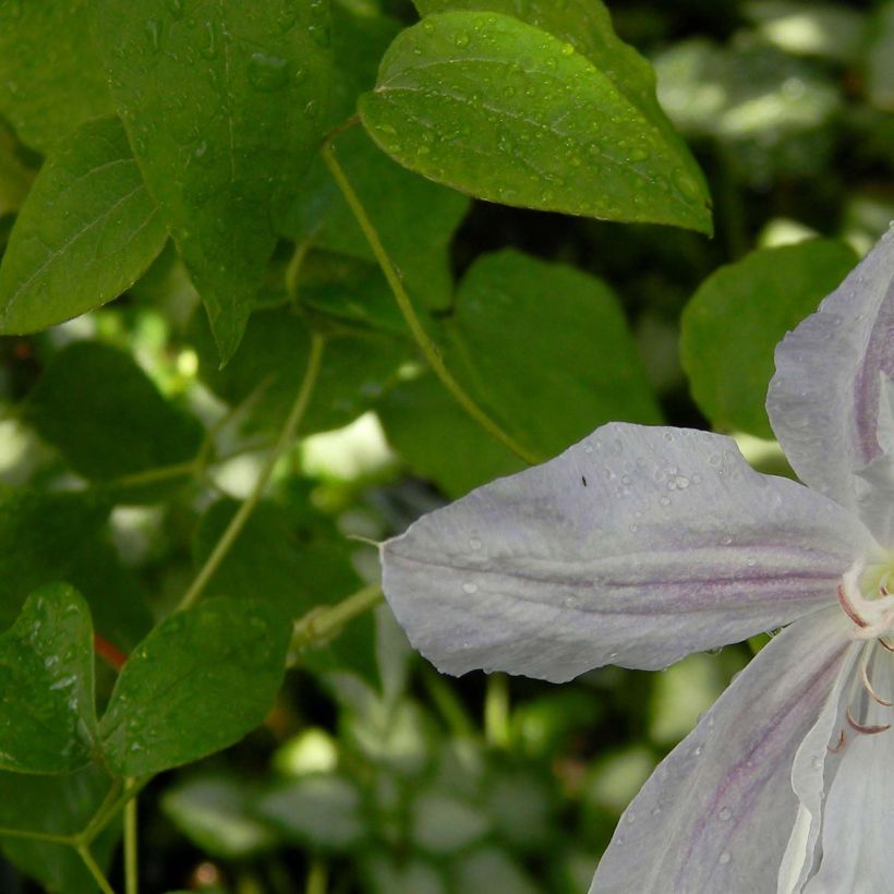 Clematis jackmanii Alba - Bosrank (Foliage)