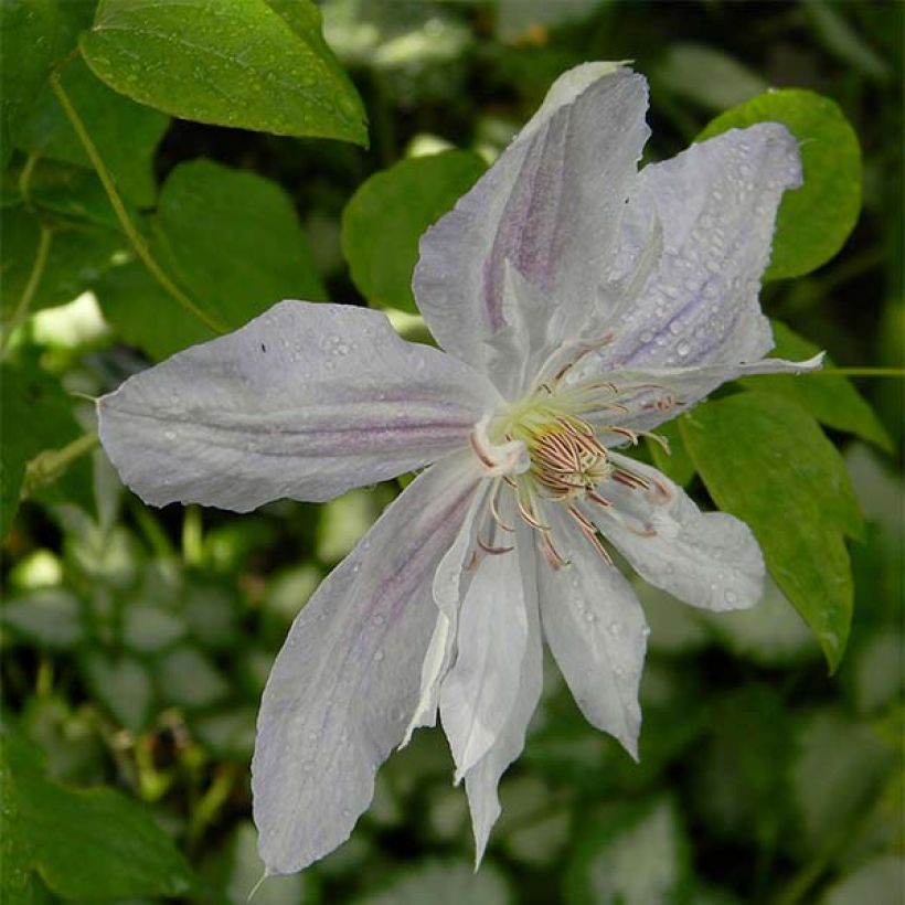 Clematis jackmanii Alba - Bosrank (Flowering)