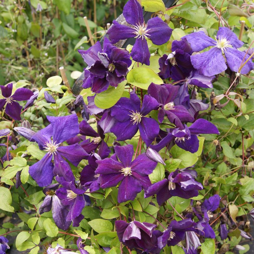 Clematis jackmanii Superba - Bosrank (Flowering)