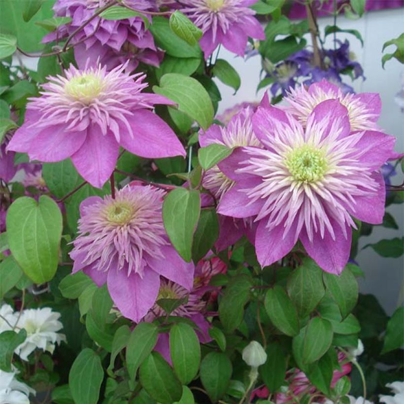 Clematis Kaiser - Grootbloemige clematis (Bloei)