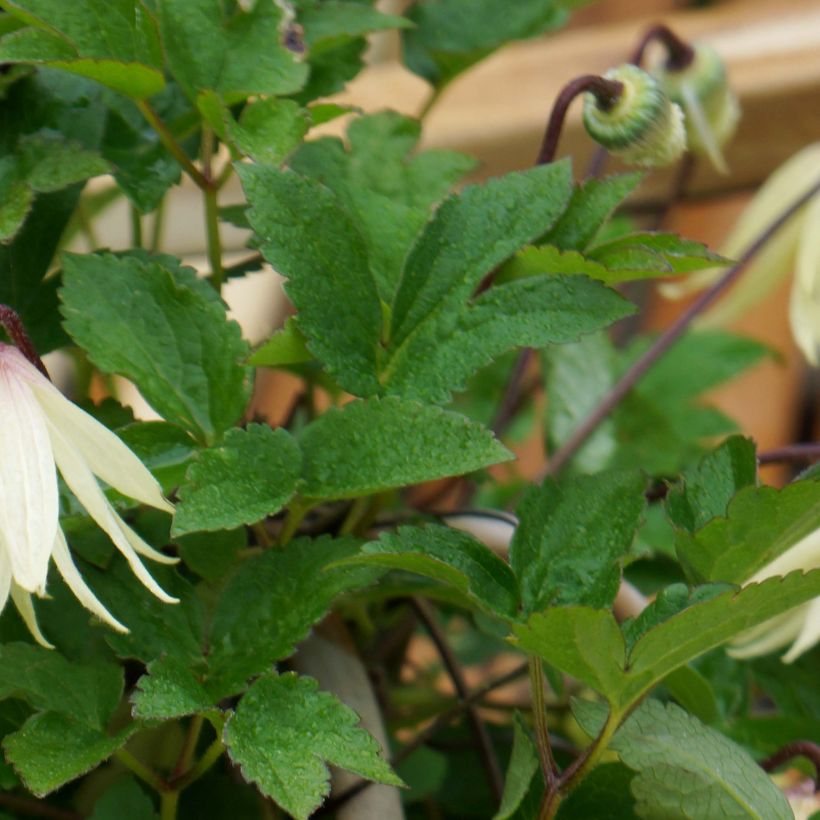 Clematis koreana Amber - Bosrank (Foliage)