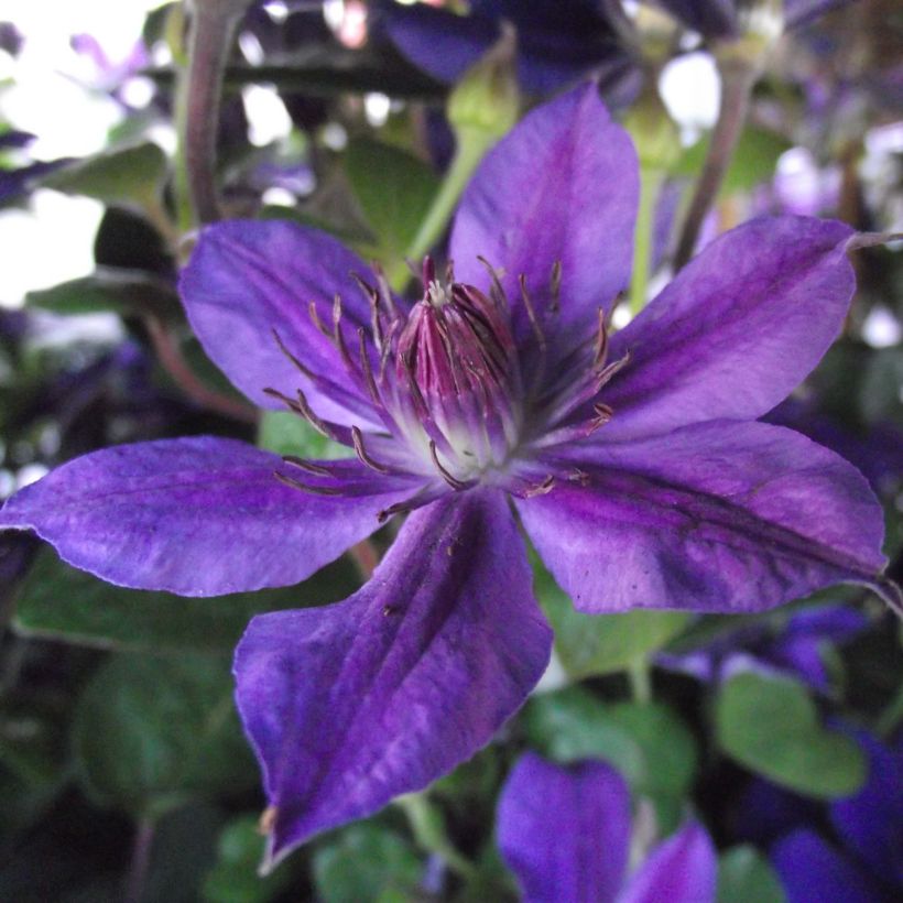 Clematis Mon Amour Zomoa - Grootbloemige clematis (Flowering)