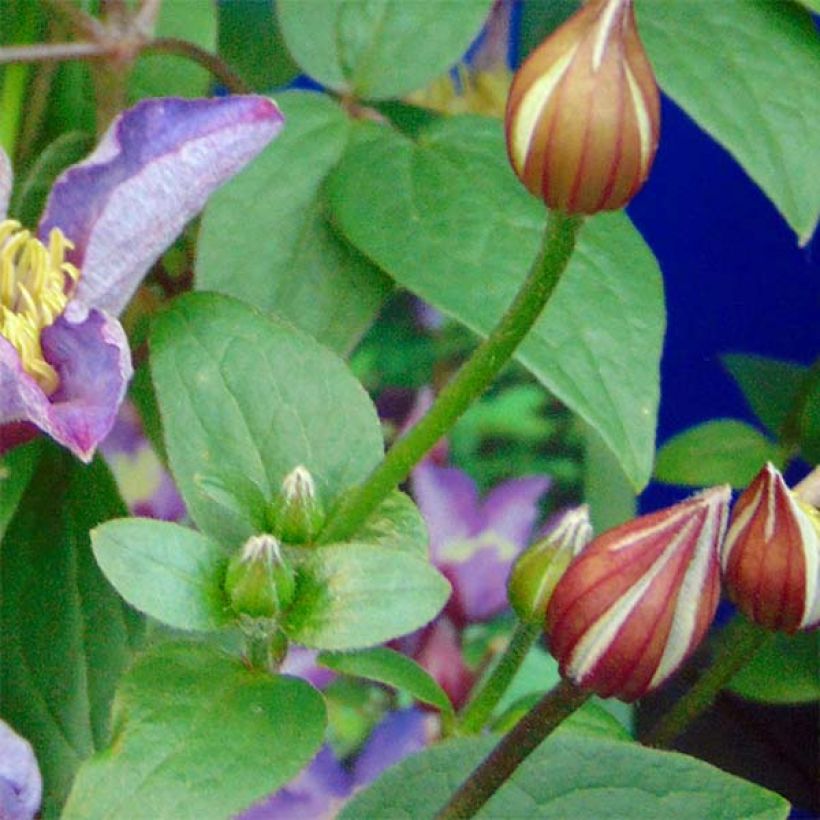 Clematis patens Exciting - Bosrank (Foliage)