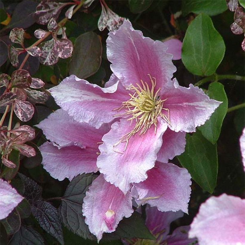 Clematis patens Piilu - Bosrank (Flowering)