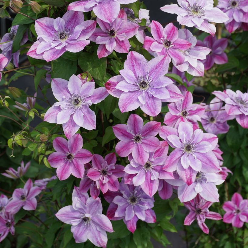 Clematis Super Cute - Italianaanse clematis (Flowering)