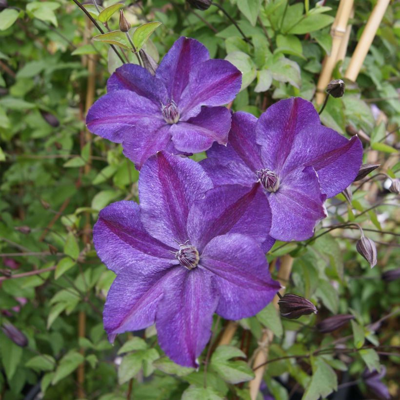 Clematis Supernight - Italiaanse clematis (Flowering)