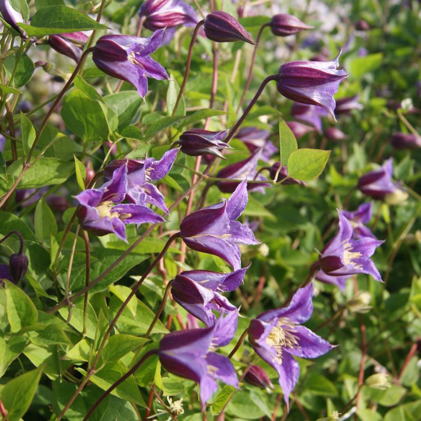 Clematis texensis Prince William - Bosrank (Flowering)