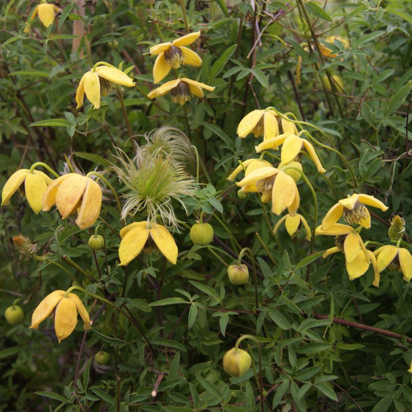 Clematis tibetana Orange Peel - Gouden bosrank (Flowering)