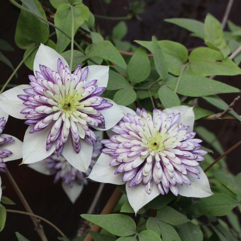 Clematis Viennetta - Bosrank (Bloei)