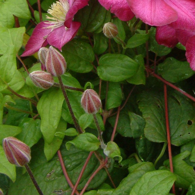 Clematis Ville de Lyon - Clématite (Foliage)