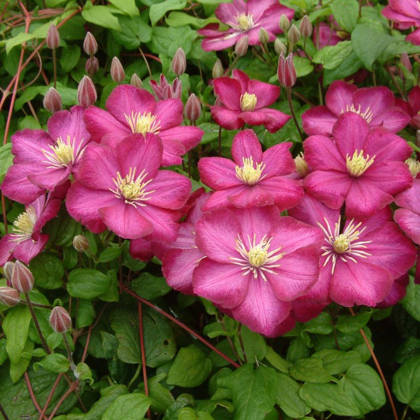 Clematis Ville de Lyon - Clématite (Flowering)