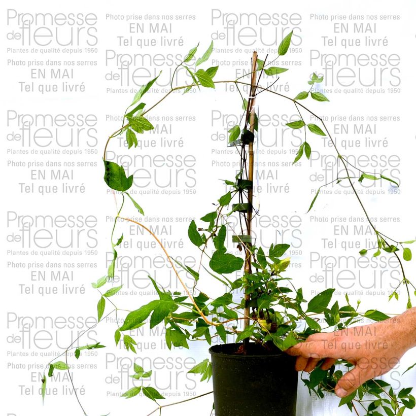 Voorbeeld van een exemplaar van Clematis diversifolia Aphrodite - Kleinbloemige clematis Pot van 2 l/3 l zoals geleverd