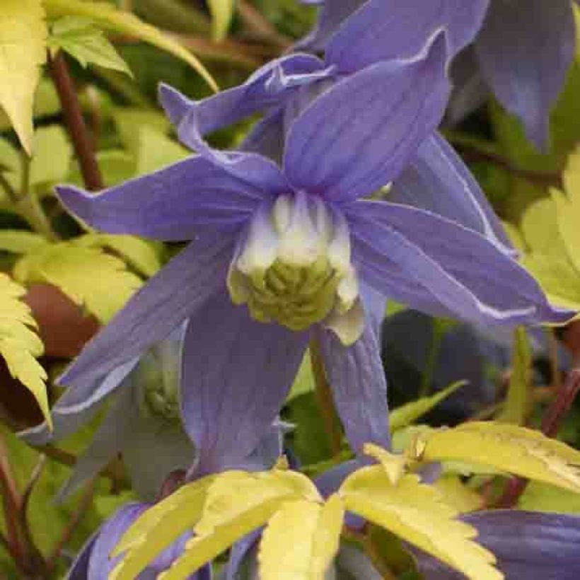Clematis Stolwijk Gold - Alpenbosrank (Flowering)