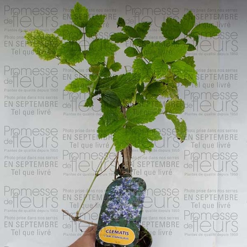 Voorbeeld van een exemplaar van Clématite - Clematis I am Stanislaus Pot de 2L/3L zoals geleverd