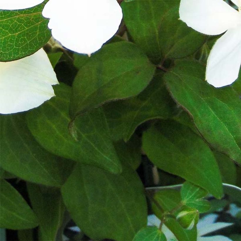 Clematis integrifolia Baby Star - Struikclematis (Foliage)