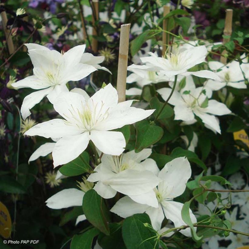 Clematis integrifolia Baby Star - Struikclematis (Flowering)