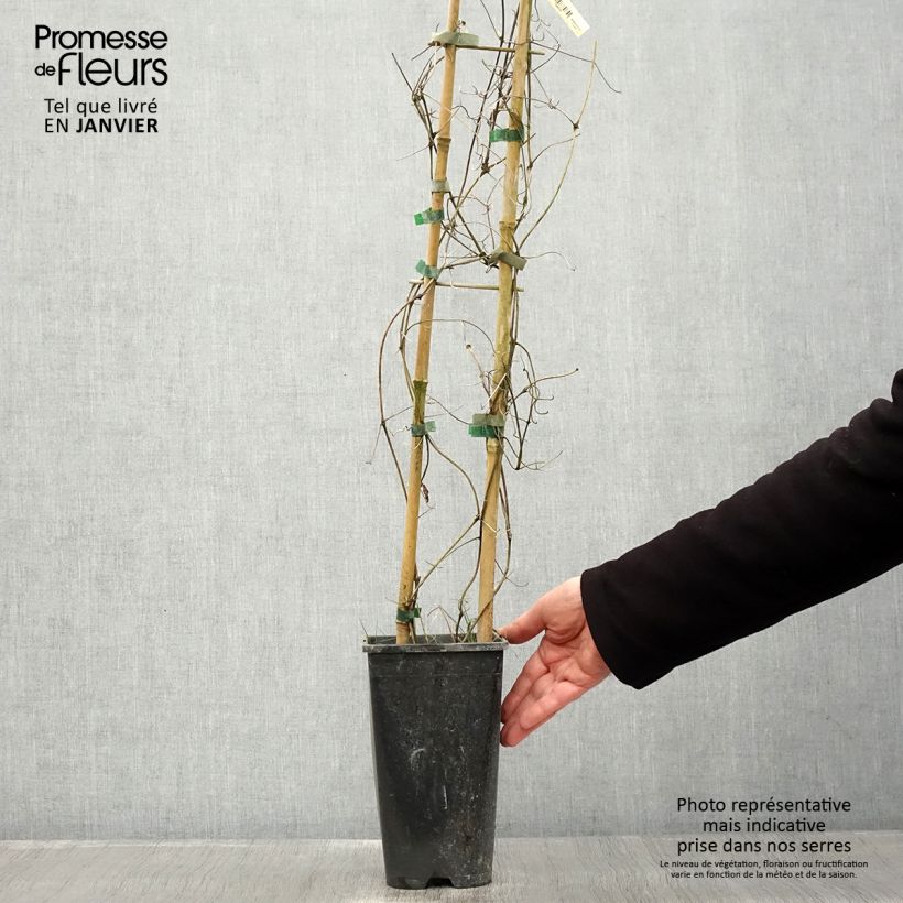 Example of Clématite Bee's Jubilée Pot van 2 l/3 l as you get in hiver