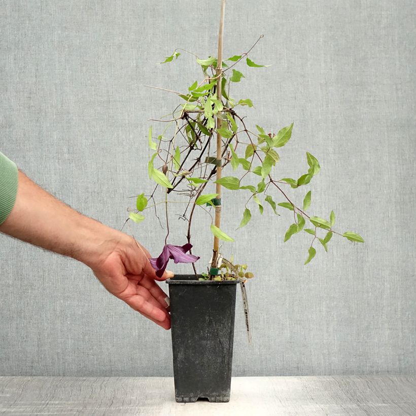 Exemplaar van Clematis Black Tea Pot van 1,5 l/2 l zoals geleverd in de zomer