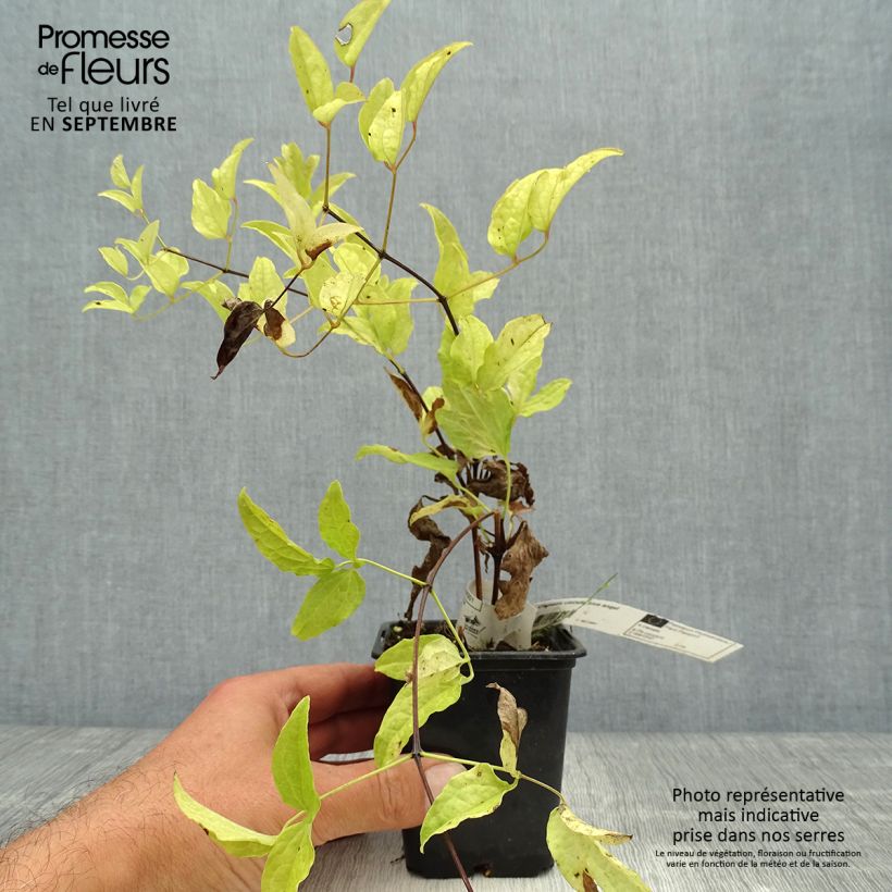 Exemplaar van Clematis Blekitny aniol - Clematis Kweekpotje van 8/9 cm zoals geleverd in de herfst