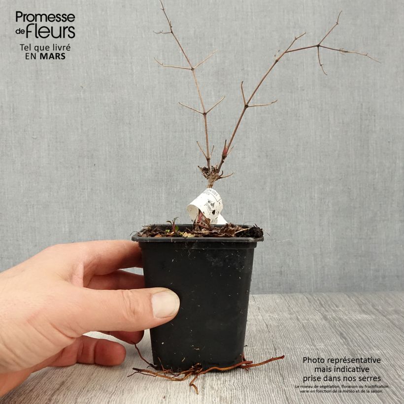 Exemplaar van Clematis Blekitny aniol - Clematis Kweekpotje van 8/9 cm zoals geleverd in de lente