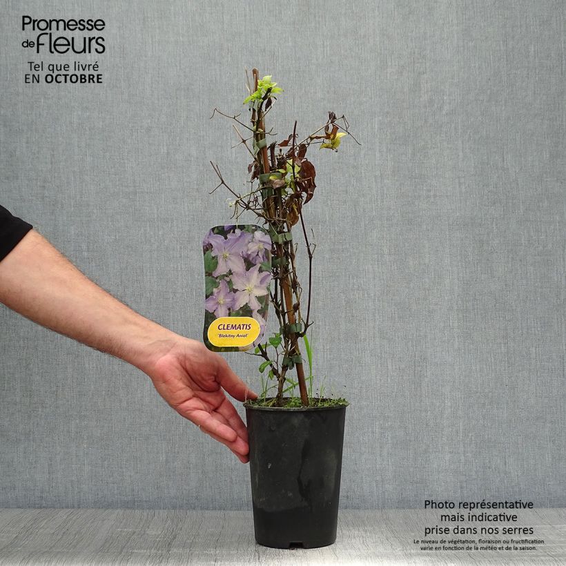 Exemplaar van Clematis Blekitny aniol - Clematis Pot van 1,5 l/2 l zoals geleverd in de herfst
