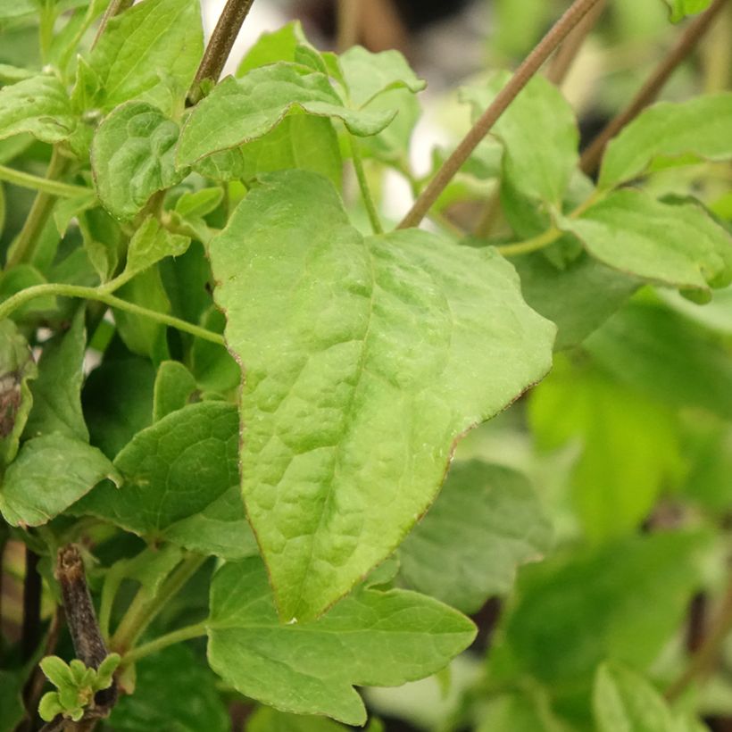 Clematis Blekitny aniol - Clematis (Blad)