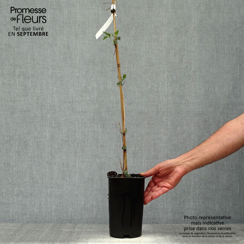 Exemplaar van Clematis napaulensis Christmas Surprise Pot van 2 l/3 l zoals geleverd in de herfst