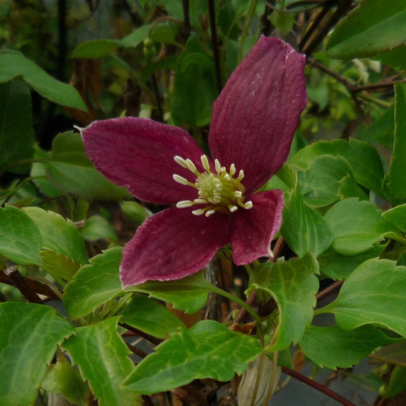 Clematis cirrhosa Lansdowne Gem - Groenblijvende bosrank (Flowering)