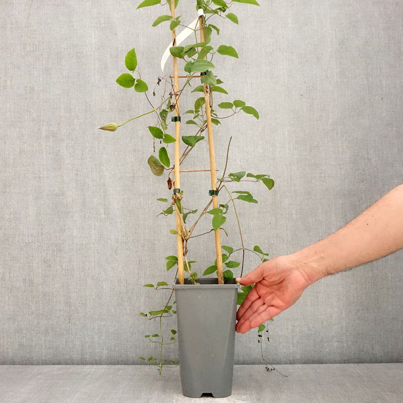 Exemplaar van Clematis patens Abilène - Bosrank Pot van 2 l/3 l zoals geleverd in de lente
