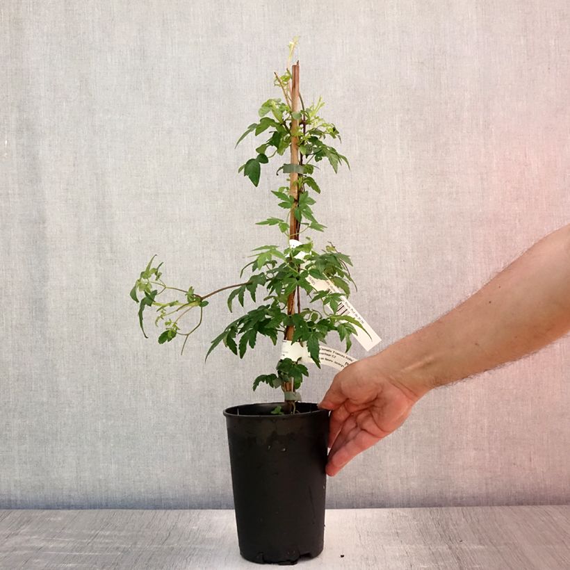 Exemplaar van Clematis alpina Francis Rivis - Alpenbosrank Pot van 2 l/3 l zoals geleverd in de zomer