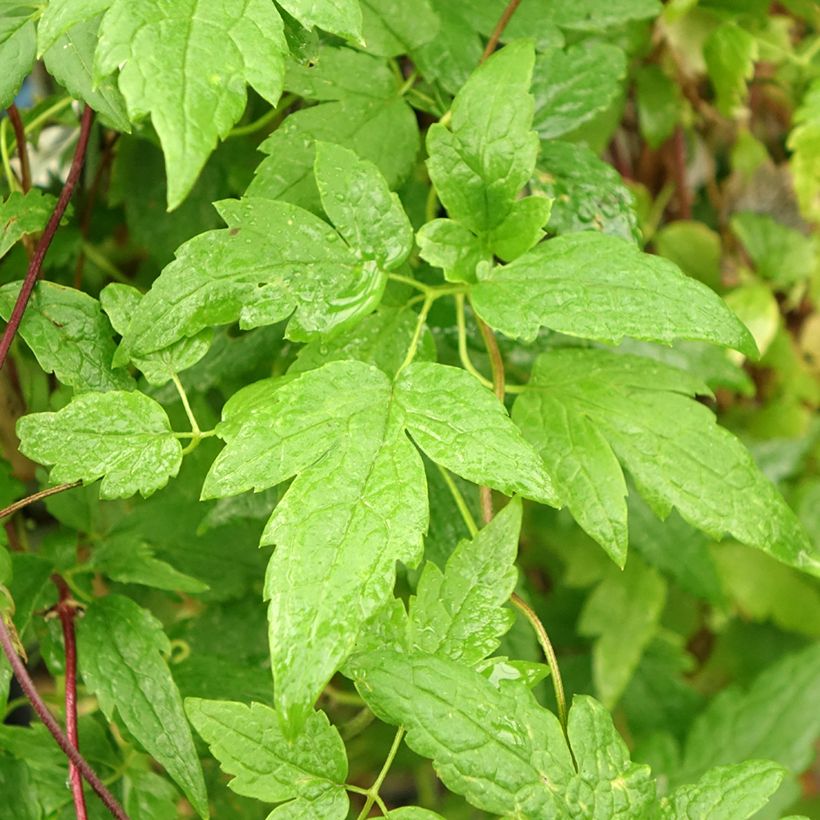 Clematis alpina Ocean Pearl - Alpenbosrank (Blad)