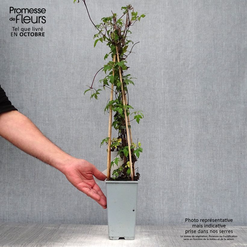 Exemplaar van Clematis alpina - Alpenbosrank Pot van 2 l/3 l zoals geleverd in de herfst