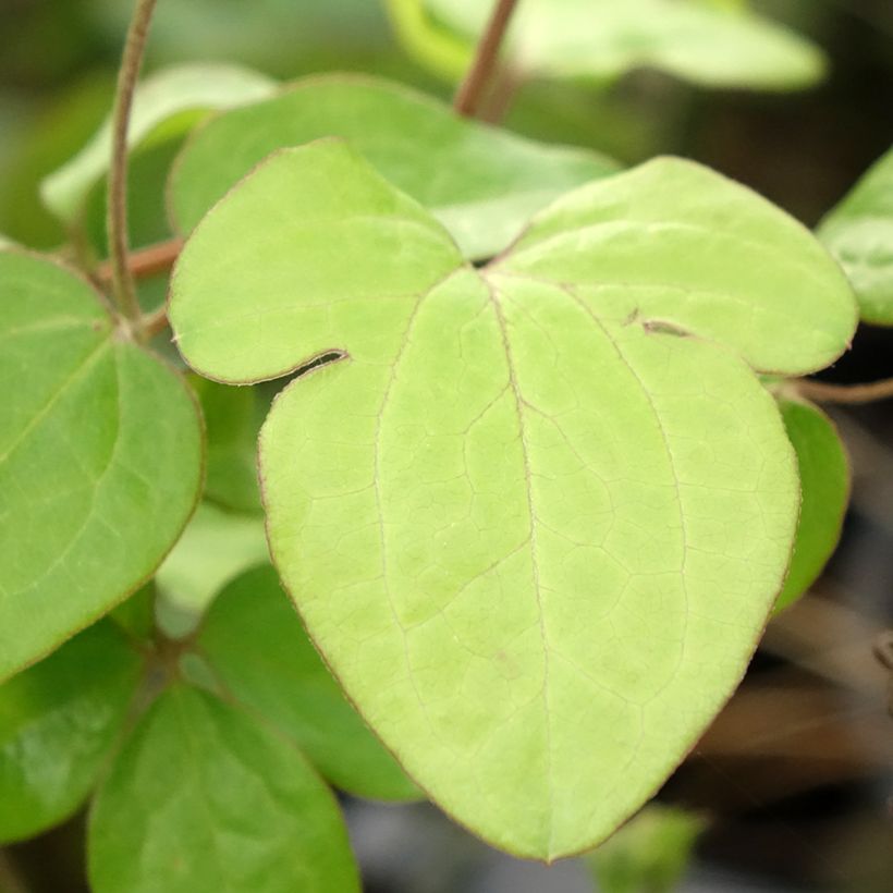 Clematis patens Andromeda - Bosrank (Blad)