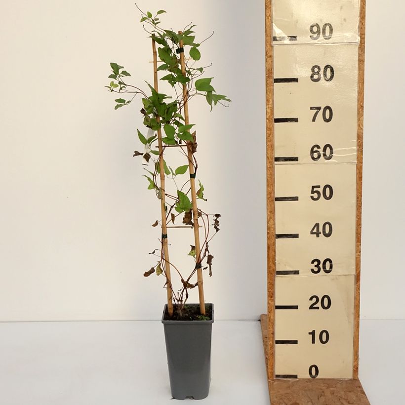 Exemplaar van Clematis patens Anna Louise Evithree - Bosrank Pot van 3 l/4 l zoals geleverd in de herfst