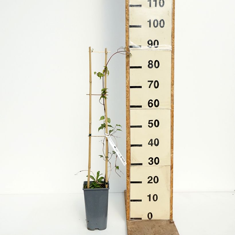 Exemplaar van Clematis patens Anna Louise Evithree - Bosrank Pot van 3 l/4 l zoals geleverd in de lente