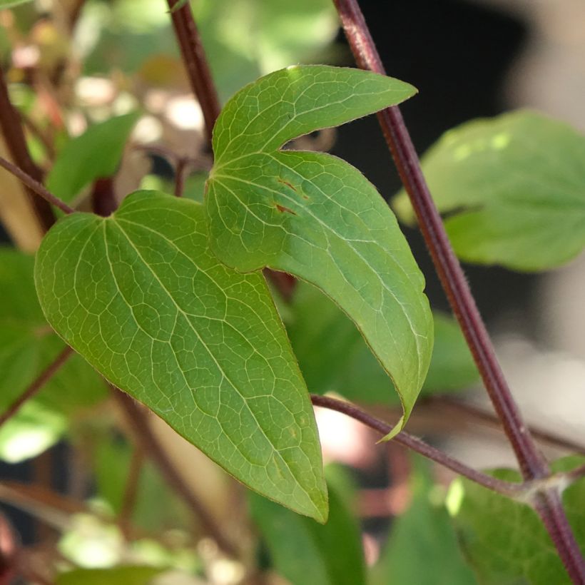 Clematis patens Anna Louise Evithree - Bosrank (Blad)