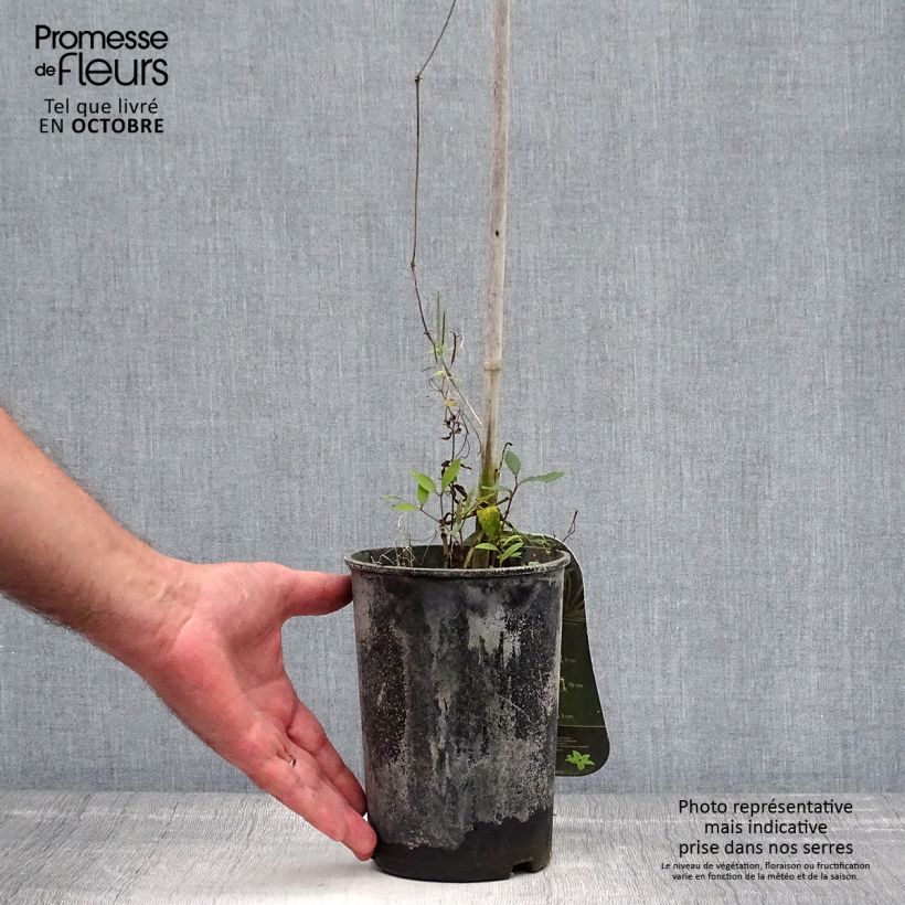 Exemplaar van Clematis Annabella - Bosrank Pot van 2 l/3 l zoals geleverd in de herfst