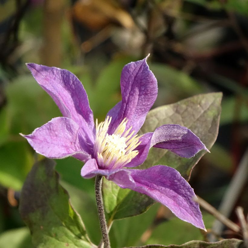 Clematis diversifolia Arabella - Kleinbloemige clematis (Bloei)