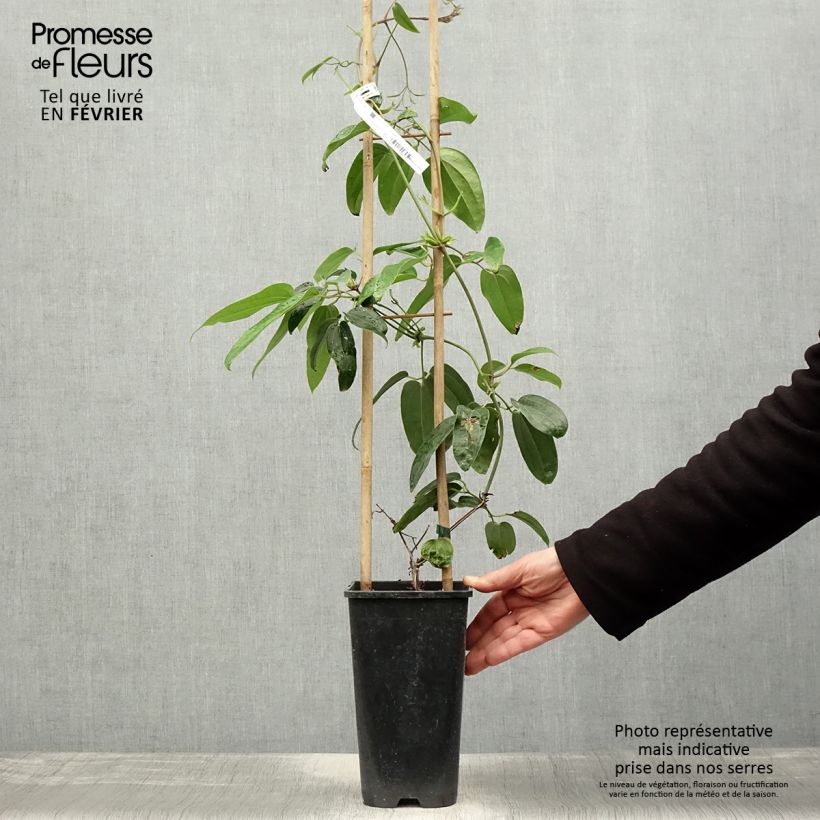 Example of Clematis armandii Hendersonii Rubra - Groenblijvende bosrank Pot van 2 l/3 l as you get in hiver