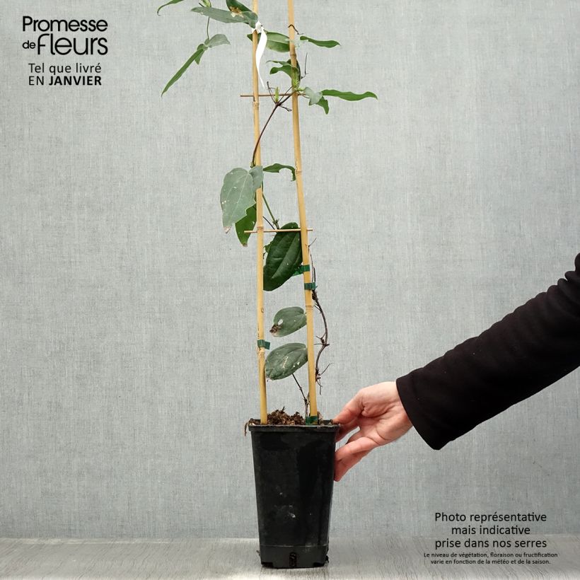 Example of Clematis armandii Little White Charm - Groenblijvende bosrank Pot van 2 l/3 l as you get in hiver