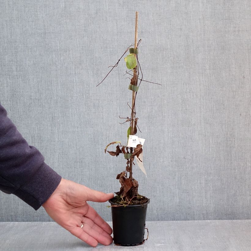 Example of Clématite - Clematis Barbara Harrington Kweekpotje van 8/9 cm as you get in automne