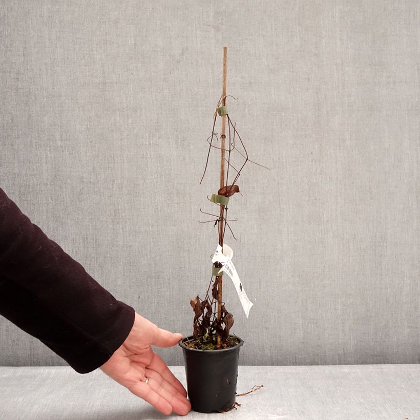 Exemplaar van Clematis Barbara Harrington - Grootbloemige clematis Kweekpotje van 8/9 cm zoals geleverd in de winter