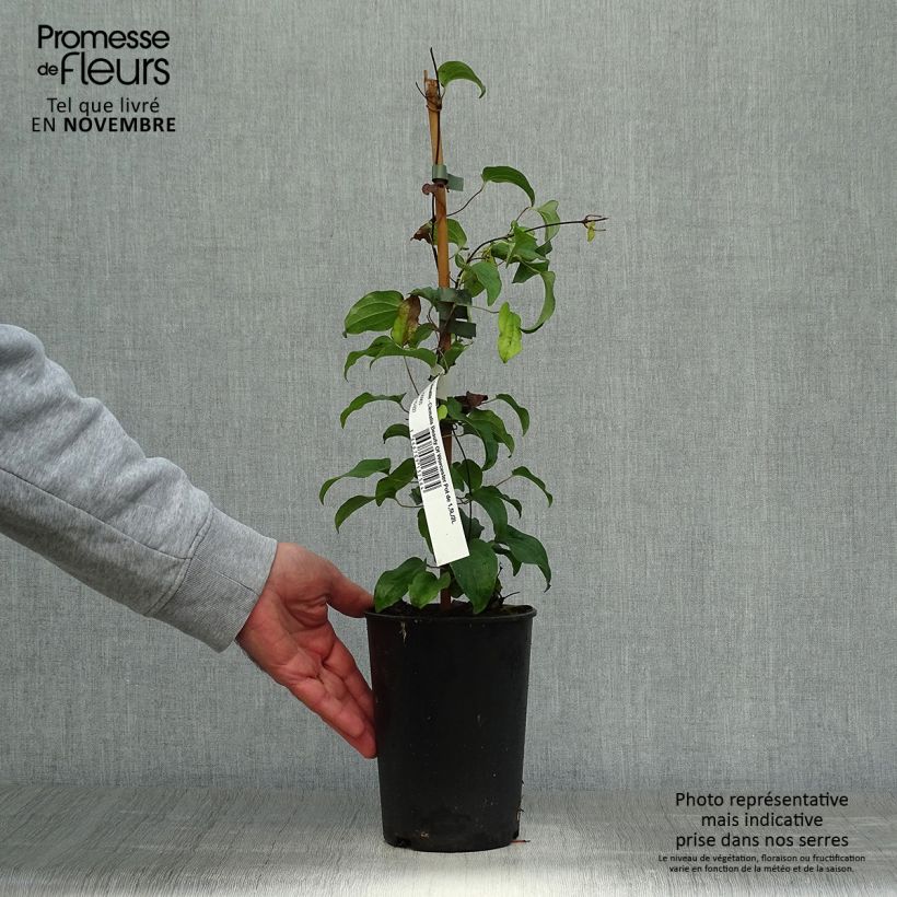 Exemplaar van Clematis Beauty of Worcester - Grootbloemige clematis Pot van 1,5 l/2 l zoals geleverd in de herfst