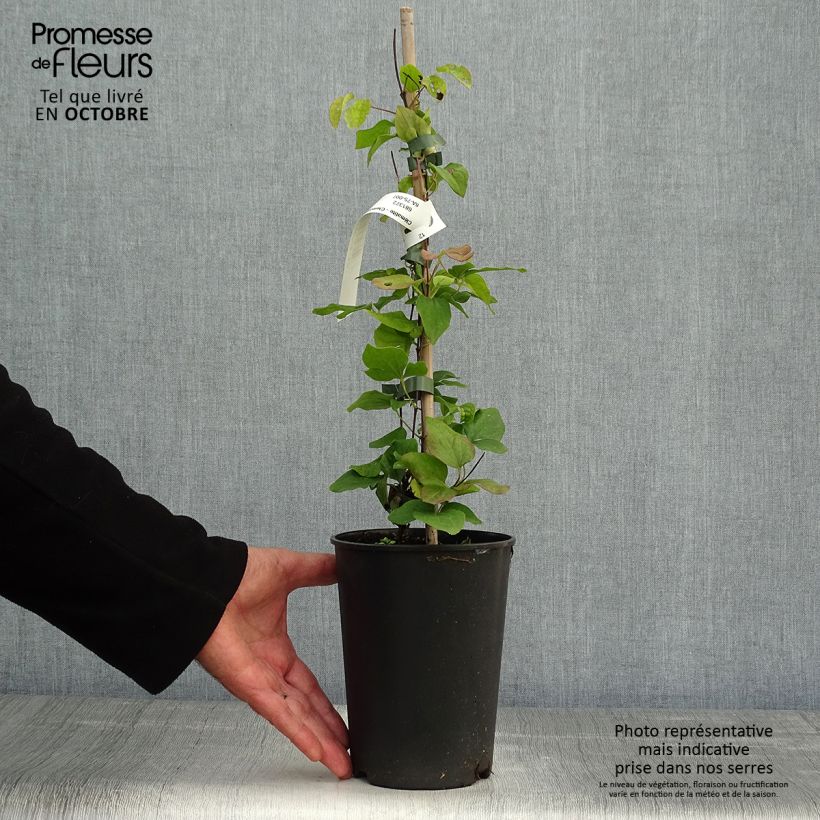 Exemplaar van Clematis patens Blue Light - Bosrank Pot van 1,5 l/2 l zoals geleverd in de herfst